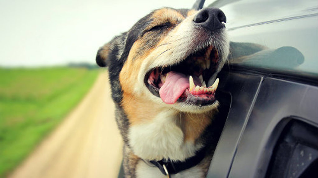 Happy dog with head out the car window.