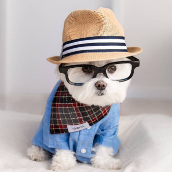 Hipster dog